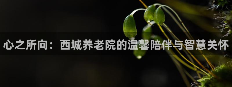 韦德游戏是什么